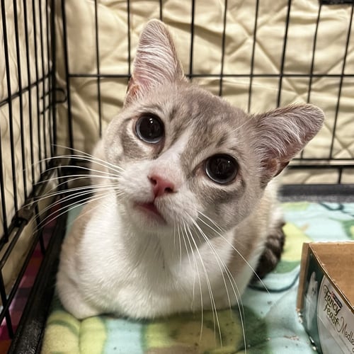 INDIGO - Snowshoe / Siamese available for adoption