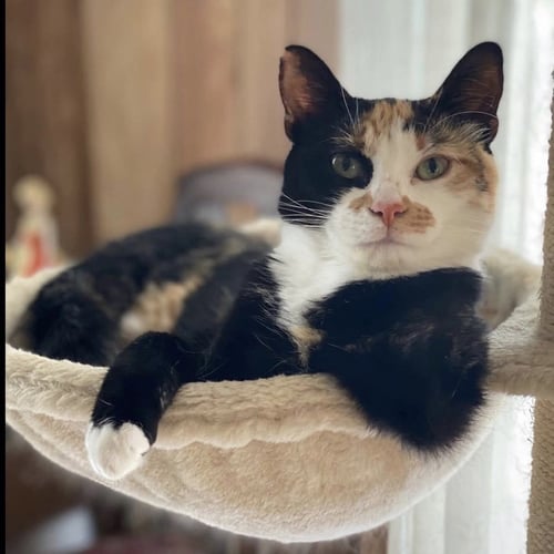 HEMI - Calico / Tortoiseshell available for adoption