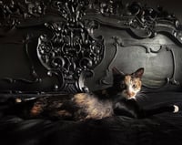 Hemi - Photo 5
