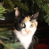 Hemi - Photo 3