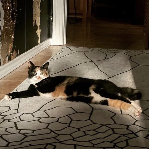 HEMI - Calico / Tortoiseshell available for adoption