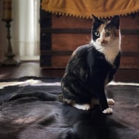 Hemi - Photo 4
