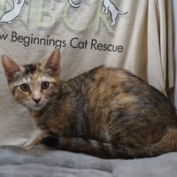 Maya - Photo 2