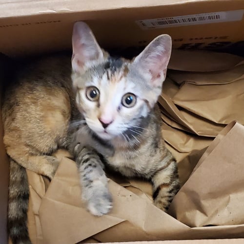 MAYA - Calico / Tabby available for adoption