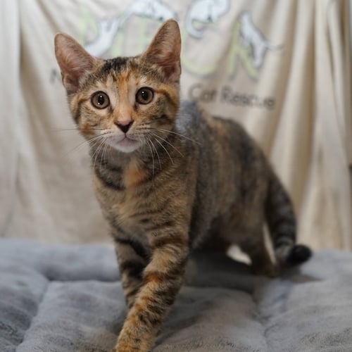 MAYA - Calico / Tabby available for adoption