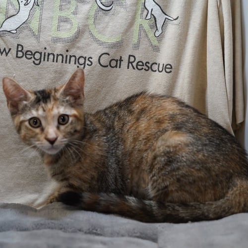 MAYA - Calico / Tabby available for adoption