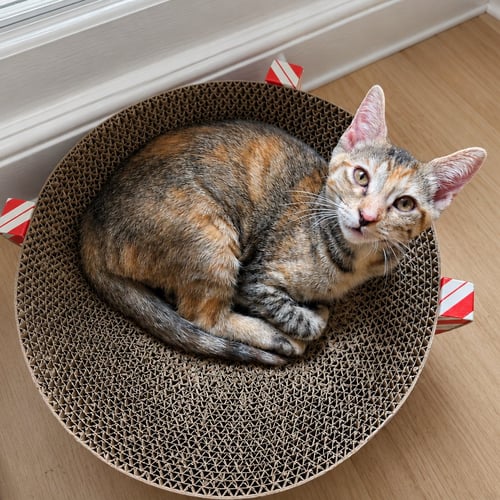 MAYA - Calico / Tabby available for adoption