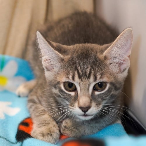 CAPPUCCINO - Tabby / Domestic Short Hair available for adoption