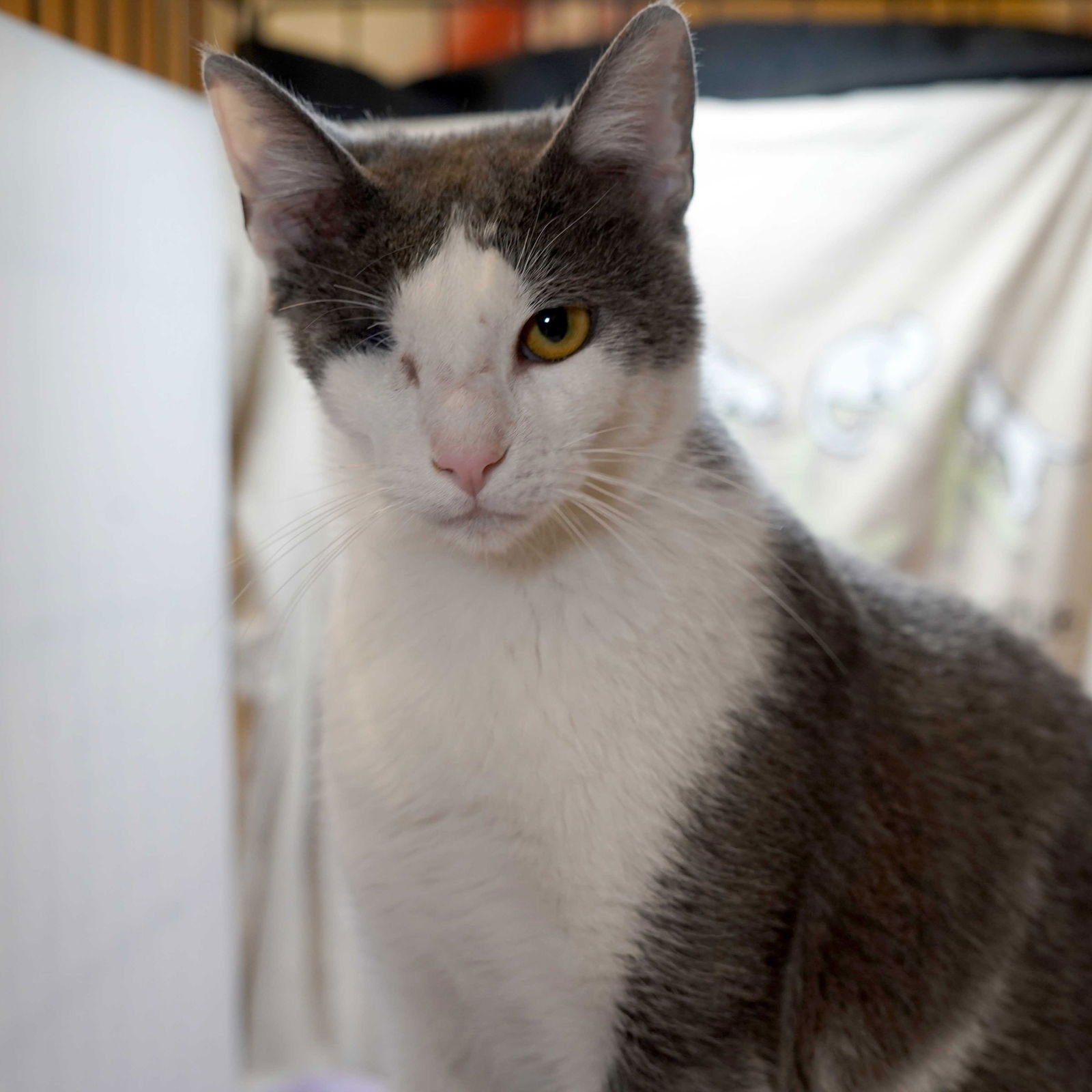 DENVER - Tuxedo for adoption in Plano