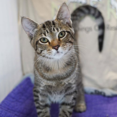 JUBILEENA BING-BING - Tabby for adoption in Plano