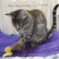 Jubileena Bing-Bing - Photo 3