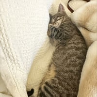 Jubileena Bing-Bing - Photo 5