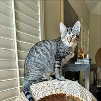 Jubileena Bing-Bing - Photo 6