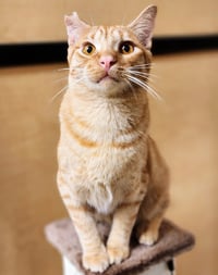 Ralphie - Photo 6