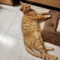 Ralphie - Photo 9