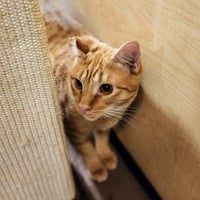 Ralphie - Photo 8