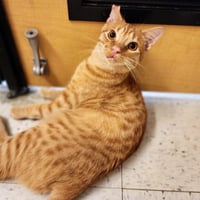Ralphie - Photo 16