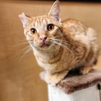 Ralphie - Photo 12