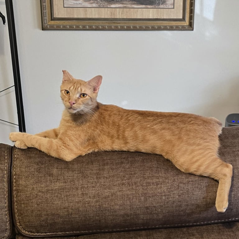 Ralphie Image