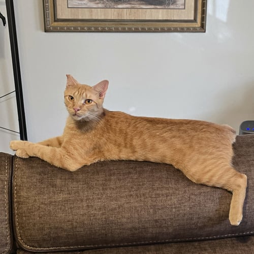 RALPHIE - Tabby available for adoption