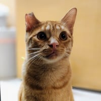 Ralphie - Photo 13