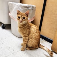 Ralphie - Photo 24