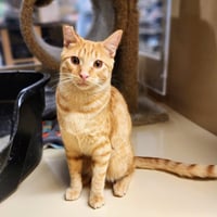 Ralphie - Photo 20
