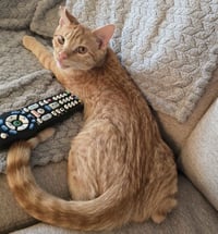 Ralphie - Photo 15