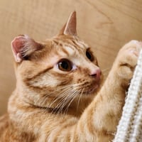 Ralphie - Photo 7