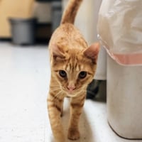 Ralphie - Photo 21