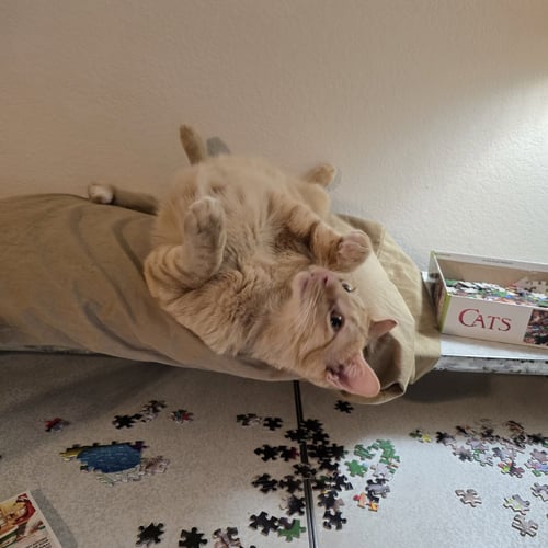 RALPHIE - Tabby available for adoption