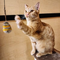 Ralphie - Photo 4