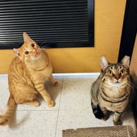 Ralphie - Photo 10