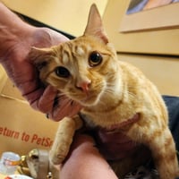 Ralphie - Photo 23