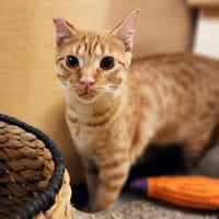 Ralphie - Photo 17