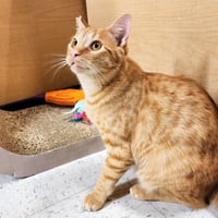 Ralphie - Photo 18