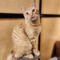 Ralphie - Photo 3