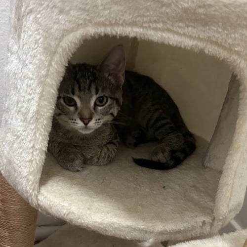 ELSA - Tabby / Domestic Short Hair available for adoption