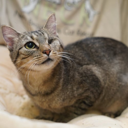 KILA - Tabby / Domestic Short Hair available for adoption