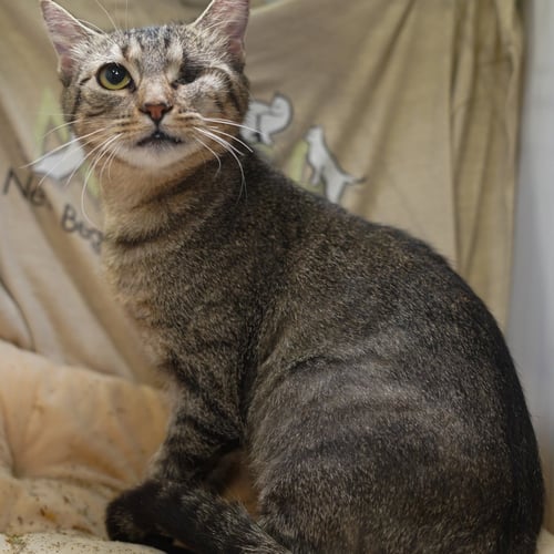 KILA - Tabby / Domestic Short Hair available for adoption
