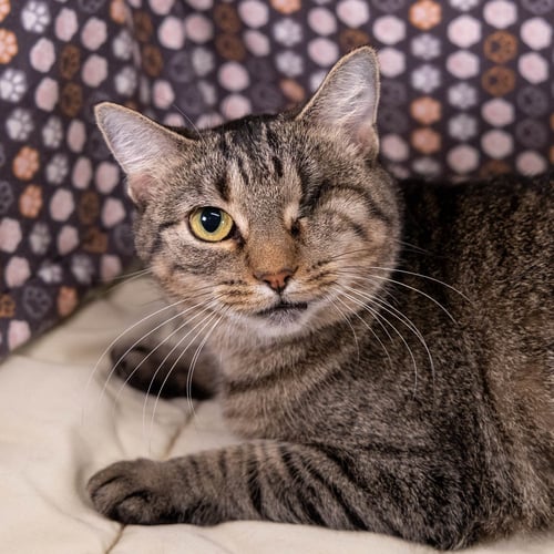 KILA - Tabby / Domestic Short Hair available for adoption