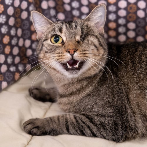 KILA - Tabby / Domestic Short Hair available for adoption