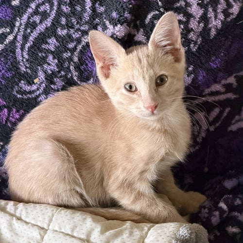MICHELIN - Tabby / Domestic Short Hair available for adoption