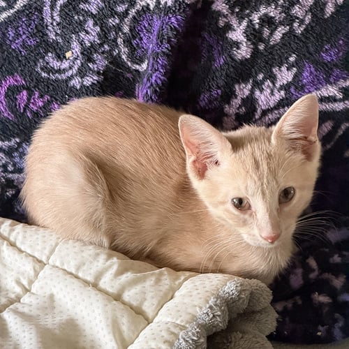 MICHELIN - Tabby / Domestic Short Hair available for adoption