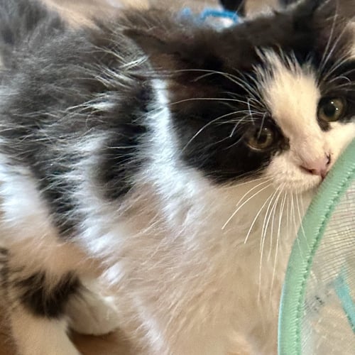 CHEESE - Tuxedo / Domestic Long Hair available for adoption