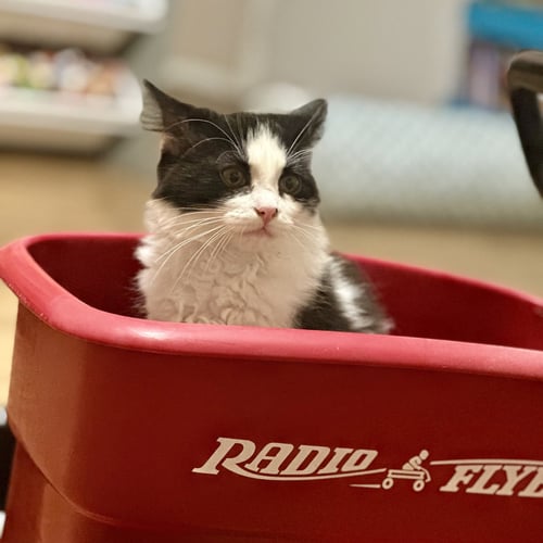 CHEESE - Tuxedo / Domestic Long Hair available for adoption