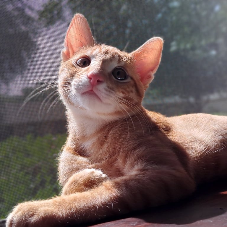 Nikoli Image