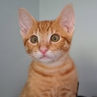 Nikoli - Photo 2