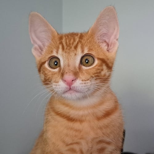NIKOLI - Tabby / Domestic Short Hair available for adoption
