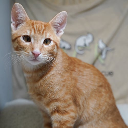 NIKOLI - Tabby / Domestic Short Hair available for adoption